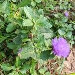 Centratherum punctatum Folla