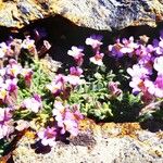 Phacelia bicolor Fiore