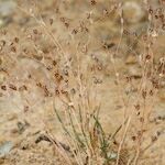 Juncus tenageia Habitus