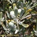 Cneorum pulverulentum अन्य