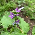 Triodanis perfoliata Blüte