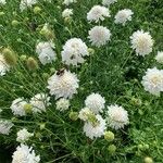 Scabiosa ochroleucaΛουλούδι