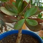 Crassula arborescens Frunză