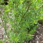 Tagetes filifolia Blatt