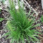 Liatris spicata Облик