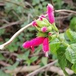 Salvia oxyphora Flor