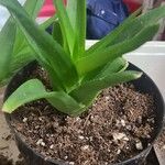 Aloe ciliaris Folha