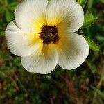 Turnera subulata Flower