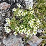 Saxifraga muscoides Fula