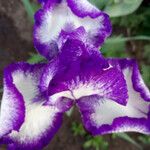 Iris aphylla 花
