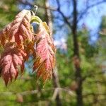 Quercus kelloggii Flower