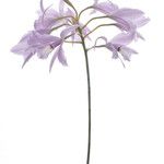 Laelia rubescens Flower