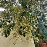 Ligustrum lucidum عادت داشتن