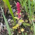 Chenopodium capitatum Vaisius