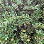 Salix glauca 整株植物