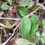 Polycarpon tetraphyllum Leaf