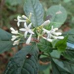 Chassalia laikomensis Floare