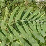 Astragalus canadensis Blatt