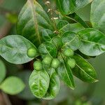 Solanum diphyllum Fruit