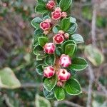 Cotoneaster nan-shan പുഷ്പം