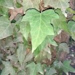 Hedera helixΦύλλο