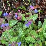 Pulmonaria affinis Libunga