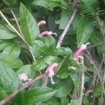 Centropogon cornutus Flower