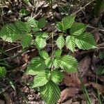 Aruncus dioicusLeaf