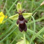 Ophrys insectifera Kvet