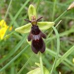 Ophrys insectifera 花