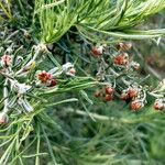 Artemisia californica Flower