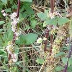 Cuscuta europaea Natur