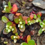 Koenigia islandica Blüte