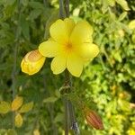 Jasminum mesnyiΛουλούδι