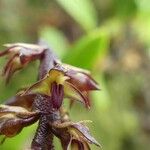 Bulbophyllum incurvum Bloem