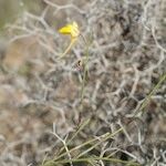 Kickxia scoparia Libunga