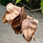 Koelreuteria paniculata Meyve