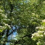 Crataegus rhipidophylla Blüte