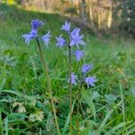 Hyacinthoides paivae Flower