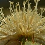 Centaurea acaulis Květ