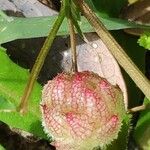 Trifolium tomentosum Fruto