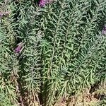 Linaria purpurea Blad