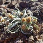 Plantago ovata Frucht