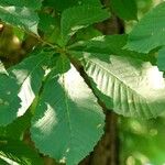 Aesculus hippocastanum Leaf