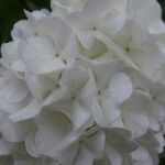 Viburnum macrocephalum 花