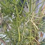 Euphorbia tirucalli 葉