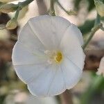 Convolvulus floridus Flower