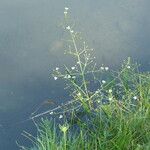 Alisma plantago-aquatica Habitat