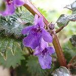 Glechoma hederacea Blüte