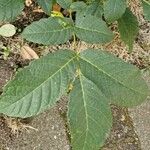 Tabebuia rosea 叶